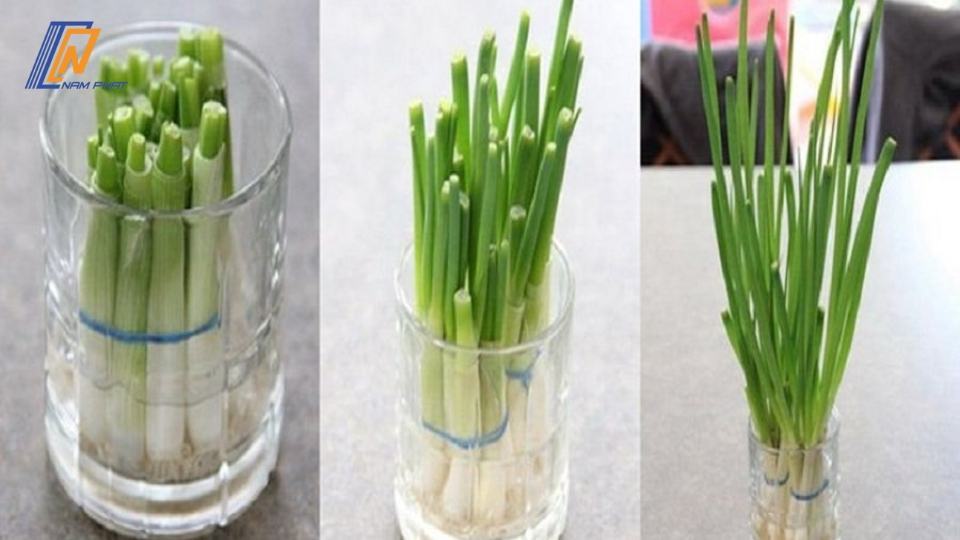 Cách Bảo Quản Hành Lá Trong Tủ Lạnh Không Bị Hôi