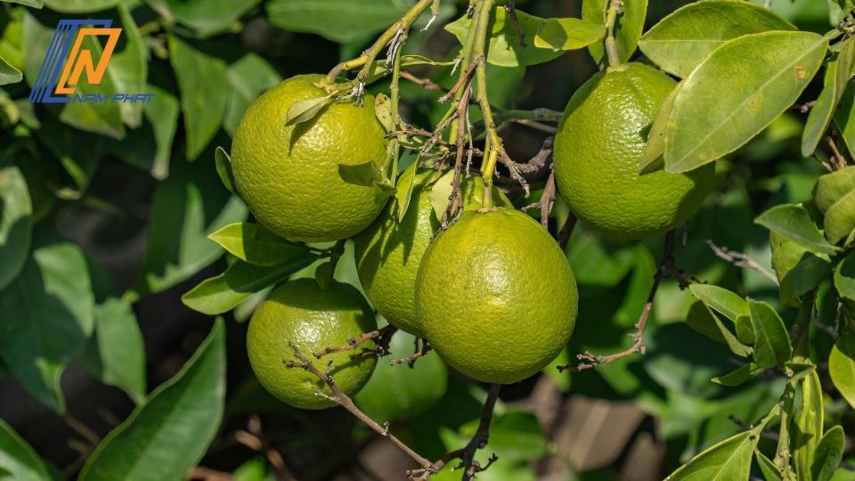 cách khử mùi tủ lạnh