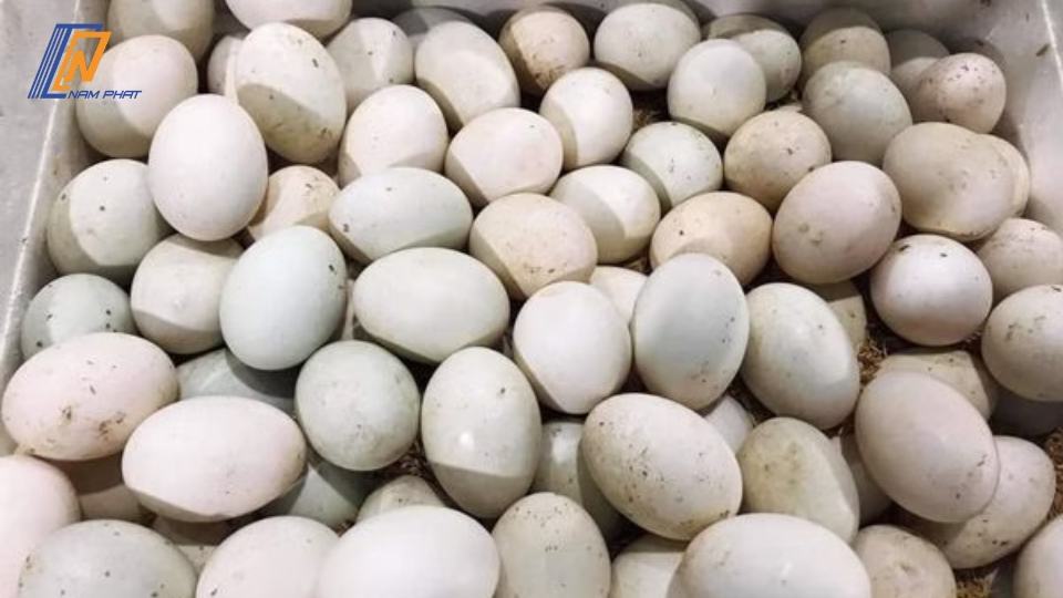 trứng vịt lộn sống để tủ lạnh được bao lâu