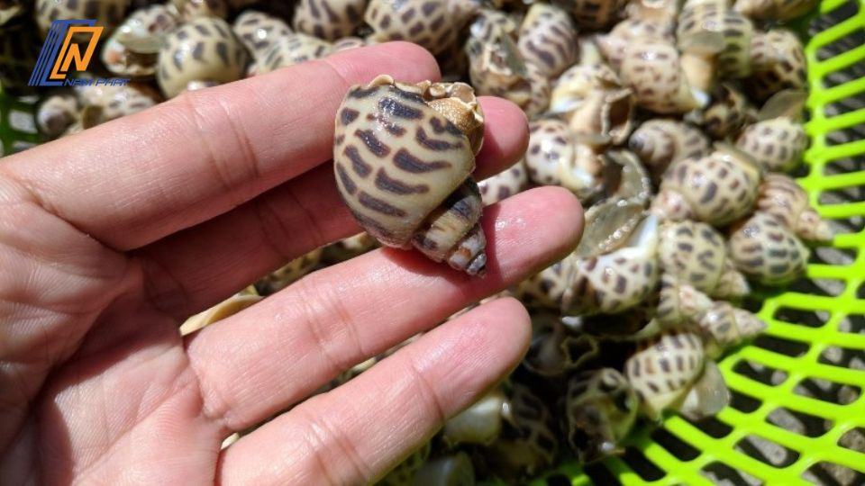 Cách bảo quản ốc trong tủ lạnh 