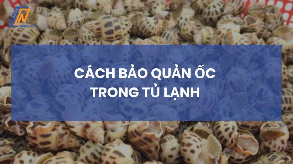 Cách bảo quản ốc trong tủ lạnh